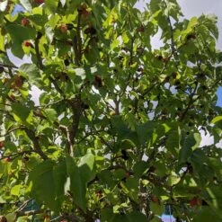 Repsime Mulberry Tree -Plant Specialty Store IMG 20200726 121446