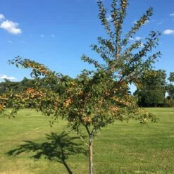 Mirabelle De Nancy Plum Tree 18 Mirabelle De Nancy Plum Tree -Plant Specialty Store IMG 4716