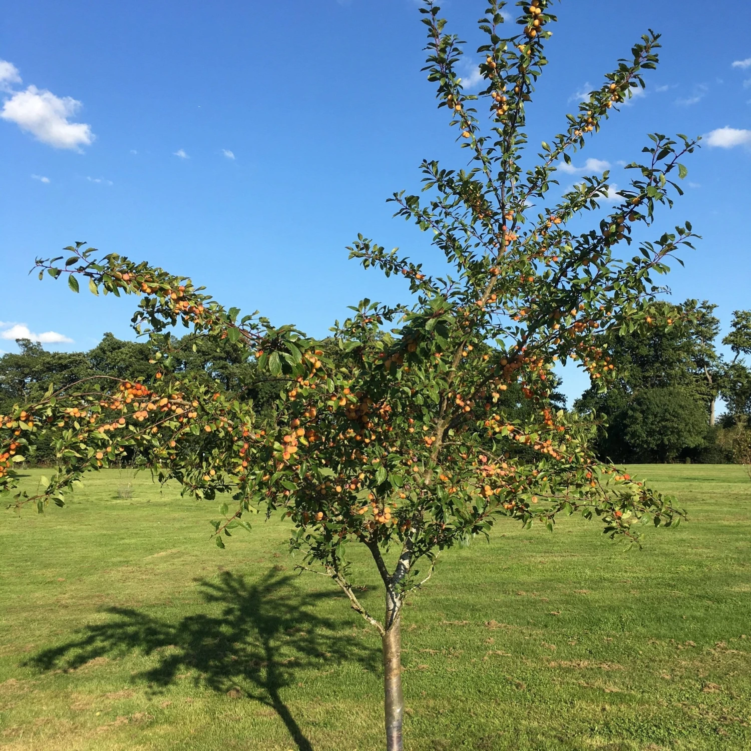 Mirabelle De Nancy Plum Tree 10 Mirabelle De Nancy Plum Tree - Image 8