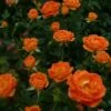 'Irish Eyes' Floribunda Rose -Plant Specialty Store Irish Eyes Dicwitness 88c55db3 6adc 49df ba6a c821f498dd60