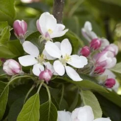 James Grieve Apple Tree | Dwarf Rootstock -Plant Specialty Store JamesGrieveappleblossom