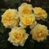 'Abbeyfield Gold' Hybrid Tea Rose -Plant Specialty Store KORquelda Abbeyfield Gold 23 97f975d7 6407 44ab b9d9 6c442e522514