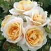 'Champagne Moment' Floribunda Rose -Plant Specialty Store KORvanaber Champagne Moment 50f9e857 6b7c 4b1d 8f50 2ac0b2380701