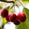 'Karina' Cherry Tree -Plant Specialty Store Karina 1
