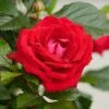 'Parade Karla' Patio Shrub Rose -Plant Specialty Store Karla Parade Poulpar129 N 1