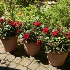 'Parade Karla' Patio Shrub Rose -Plant Specialty Store Karla Parade Poulpar129 N 3
