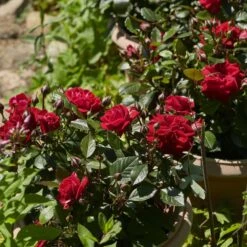 'Parade Karla' Patio Shrub Rose -Plant Specialty Store Karla Parade Poulpar129 N 4