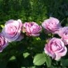 'Lavender Ice' Patio Shrub Rose 2 'Lavender Ice' Patio Shrub Rose -Plant Specialty Store Lavender Ice 4 1