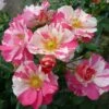 'Mind Games' Floribunda Rose 1 'Mind Games' Floribunda Rose -Plant Specialty Store MIND GAMES Dickylie 6f7da30d 751d 40bf a5ac 4eef126b2d17
