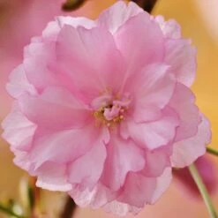 Kurilensis Ruby' Cherry Blossom Tree | Prunus Nipponica -Plant Specialty Store Nipponica 3