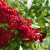 Vilmorinii Rowan Tree | Sorbus -Plant Specialty Store ORN0001 4