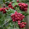 Pink Pagoda Rowan Tree | Sorbus Hupehensis -Plant Specialty Store ORN0001 5