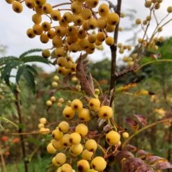 Joseph Rock Rowan Tree | Sorbus -Plant Specialty Store ORN0003 1