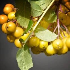 Joseph Rock Rowan Tree | Sorbus -Plant Specialty Store ORN0003 4