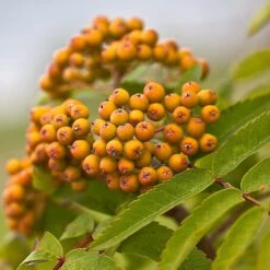 Joseph Rock Rowan Tree | Sorbus -Plant Specialty Store ORN0003 5