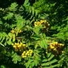 Joseph Rock Rowan Tree | Sorbus -Plant Specialty Store ORN0003 6
