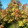 Scarlet Japanese Rowan Tree | Sorbus Commixta 'Embley' -Plant Specialty Store ORN0007 1 a35dffad 26a8 46a4 91a1 07e949d62b89