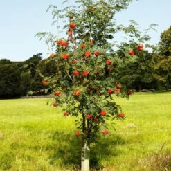 Mountain Ash Rowan Tree | Sorbus Aucuparia -Plant Specialty Store ORN0009 6