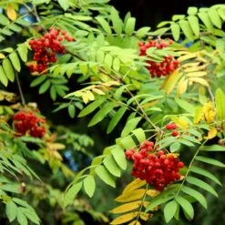 Mountain Ash Rowan Tree | Sorbus Aucuparia -Plant Specialty Store ORN0009 7