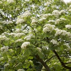 Mountain Ash Rowan Tree | Sorbus Aucuparia -Plant Specialty Store ORN0010spring