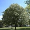 Whitebeam Tree | Sorbus Aria 'Lutescens' -Plant Specialty Store ORN0012 1