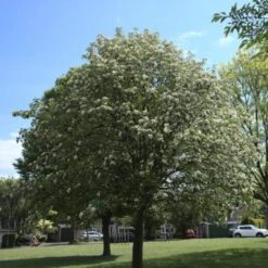 Whitebeam Tree | Sorbus Aria 'Lutescens'
