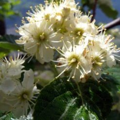 Whitebeam Tree | Sorbus Aria 'Lutescens' -Plant Specialty Store ORN0012 2