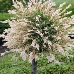 Flamingo Willow Tree | Salix Integra Hakuro Nishiki 13 Flamingo Willow Tree | Salix Integra Hakuro Nishiki -Plant Specialty Store ORN0014 1 1
