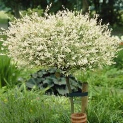 Flamingo Willow Tree | Salix Integra Hakuro Nishiki 16 Flamingo Willow Tree | Salix Integra Hakuro Nishiki -Plant Specialty Store ORN0014 3