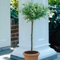 Flamingo Willow Tree | Salix Integra Hakuro Nishiki 18 Flamingo Willow Tree | Salix Integra Hakuro Nishiki -Plant Specialty Store ORN0014 4