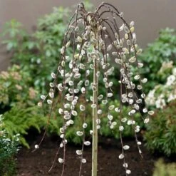 Kilmarnock Dwarf Weeping Willow Tree | Salix Caprea -Plant Specialty Store ORN0017 2