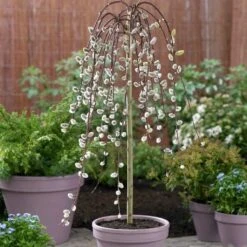 Kilmarnock Dwarf Weeping Willow Tree | Salix Caprea -Plant Specialty Store ORN0017 4