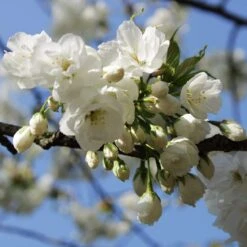 Weeping Yoshino Cherry Blossom Tree | Prunus Yedoensis -Plant Specialty Store ORN0027 3