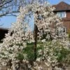 Dwarf Weeping Yoshino Cherry | Prunus Yedoensis 'Ivensii'