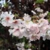 Pink Winter Flowering Cherry Tree | Prunus X Subhirtella 'Autumnalis Rosea' -Plant Specialty Store ORN0030 1