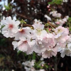 Pink Winter Flowering Cherry Tree | Prunus X Subhirtella 'Autumnalis Rosea'