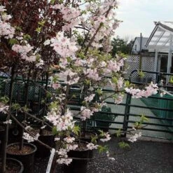 Pink Winter Flowering Cherry Tree | Prunus X Subhirtella 'Autumnalis Rosea' -Plant Specialty Store ORN0030 2