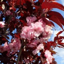 Purple Leaf Cherry Blossom Tree | Prunus Serrulata 'Royal Burgundy' -Plant Specialty Store ORN0032 1