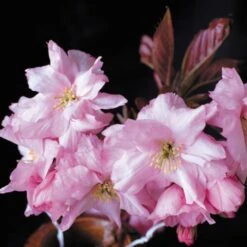 Purple Leaf Cherry Blossom Tree | Prunus Serrulata 'Royal Burgundy' -Plant Specialty Store ORN0032 2