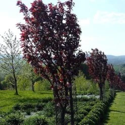 Purple Leaf Cherry Blossom Tree | Prunus Serrulata 'Royal Burgundy' -Plant Specialty Store ORN0032 4