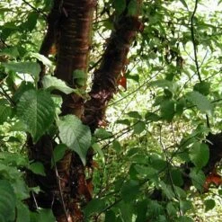 Multi Stem Tibetan Cherry Tree | Prunus Serrula -Plant Specialty Store ORN0034 4 457f60d6 746c 4a68 a6a8 5139ee4b2b53