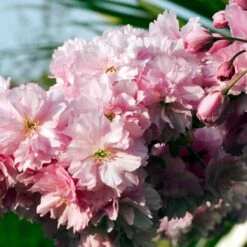 Pink Perfection Cherry Blossom Tree -Plant Specialty Store ORN0038 3