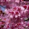 Small Pink Cherry Blossom Tree | Prunus 'Okame' -Plant Specialty Store ORN0044 1