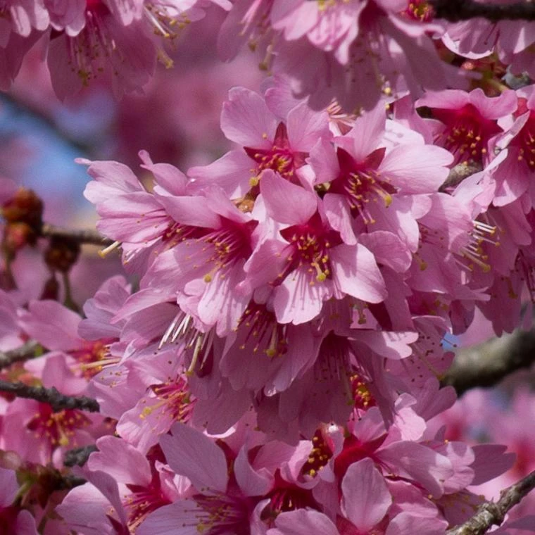 Small Pink Cherry Blossom Tree | Prunus 'Okame' 3 Small Pink Cherry Blossom Tree | Prunus 'Okame'