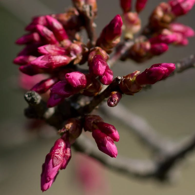 Small Pink Cherry Blossom Tree | Prunus 'Okame' 4 Small Pink Cherry Blossom Tree | Prunus 'Okame' - Image 2