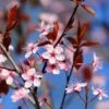 Black Cherry Plum Tree | Prunus Cerasifera 'Nigra'
