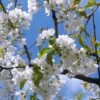 Great White Cherry Blossom Tree | Prunus 'Tai-Haku' -Plant Specialty Store ORN0049 1
