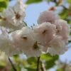 Blushing Bride Cherry Blossom Tree | Prunus 'Shogetsu' -Plant Specialty Store ORN0051 1