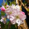 Japanese Cherry Blossom Tree | Prunus Shirofugen -Plant Specialty Store ORN0053 1