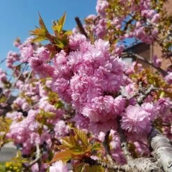 Cheal's Weeping Cherry Blossom Tree | Prunus Kiku Shidare Zakura -Plant Specialty Store ORN0058 4